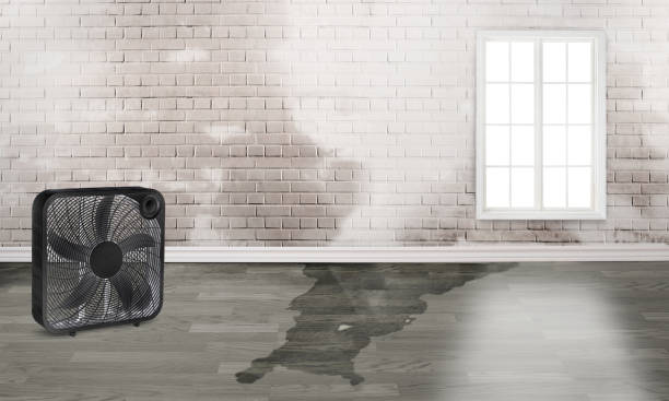 Best Water damage restoration near me  in Reedurban, OH